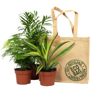 Grünpflanzen in Jute-Tragetasche 12 cm Topf 3er-Set