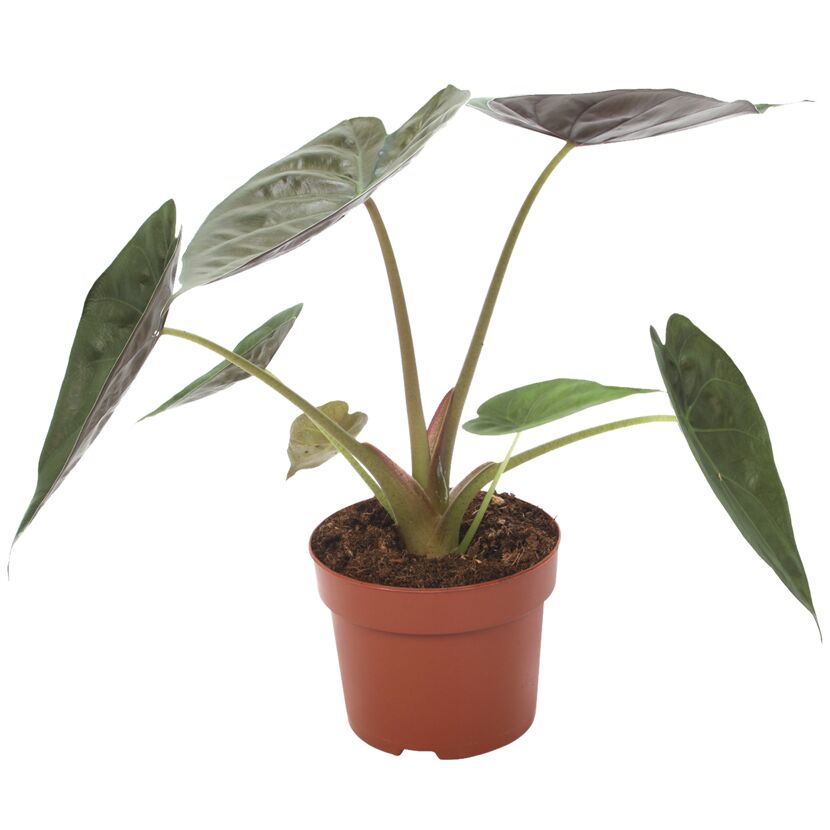 Alocasia wentii im Topf
