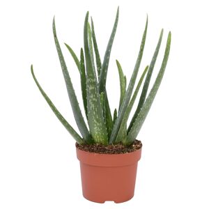 Aloe Vera 12 cm Topf