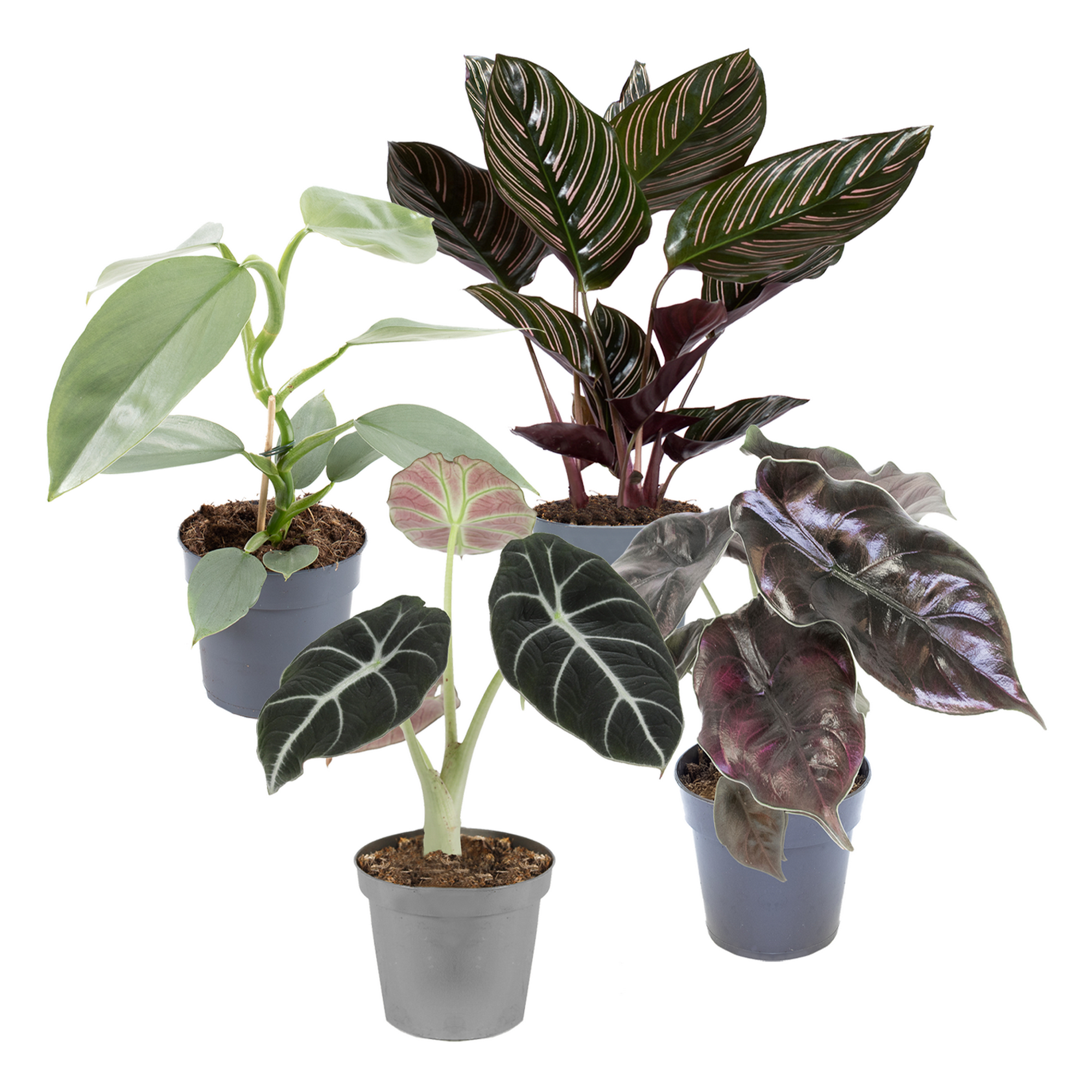 Trendpflanzen Mix 11 cm Topf 4er-Set