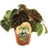 Begonia Ferox Troll Pflanze im Topf