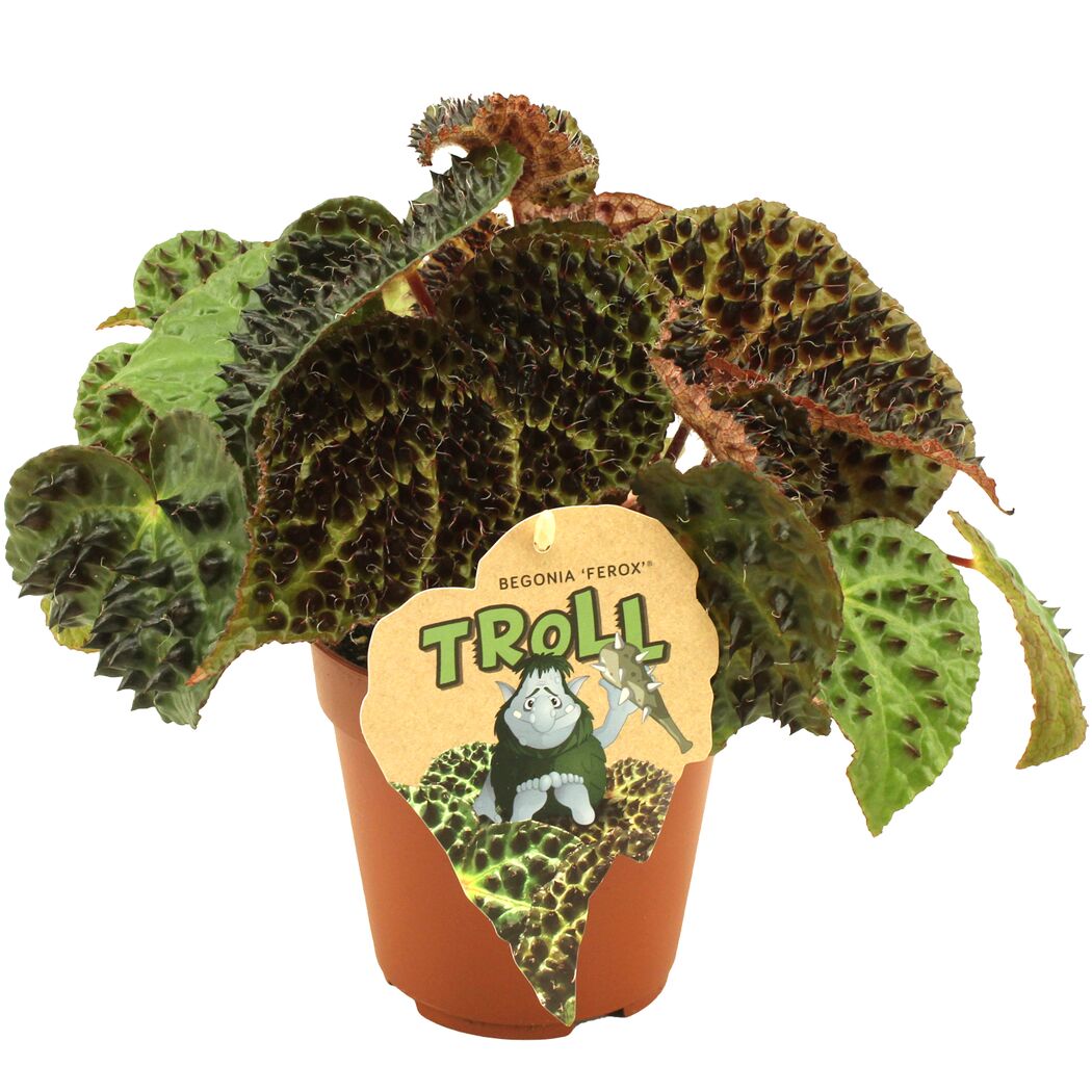 Begonia Ferox Troll Pflanze im Topf