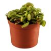 Venusfliegenfalle 6 cm Topf