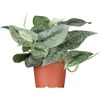 Scindapsus Pictus im Topf