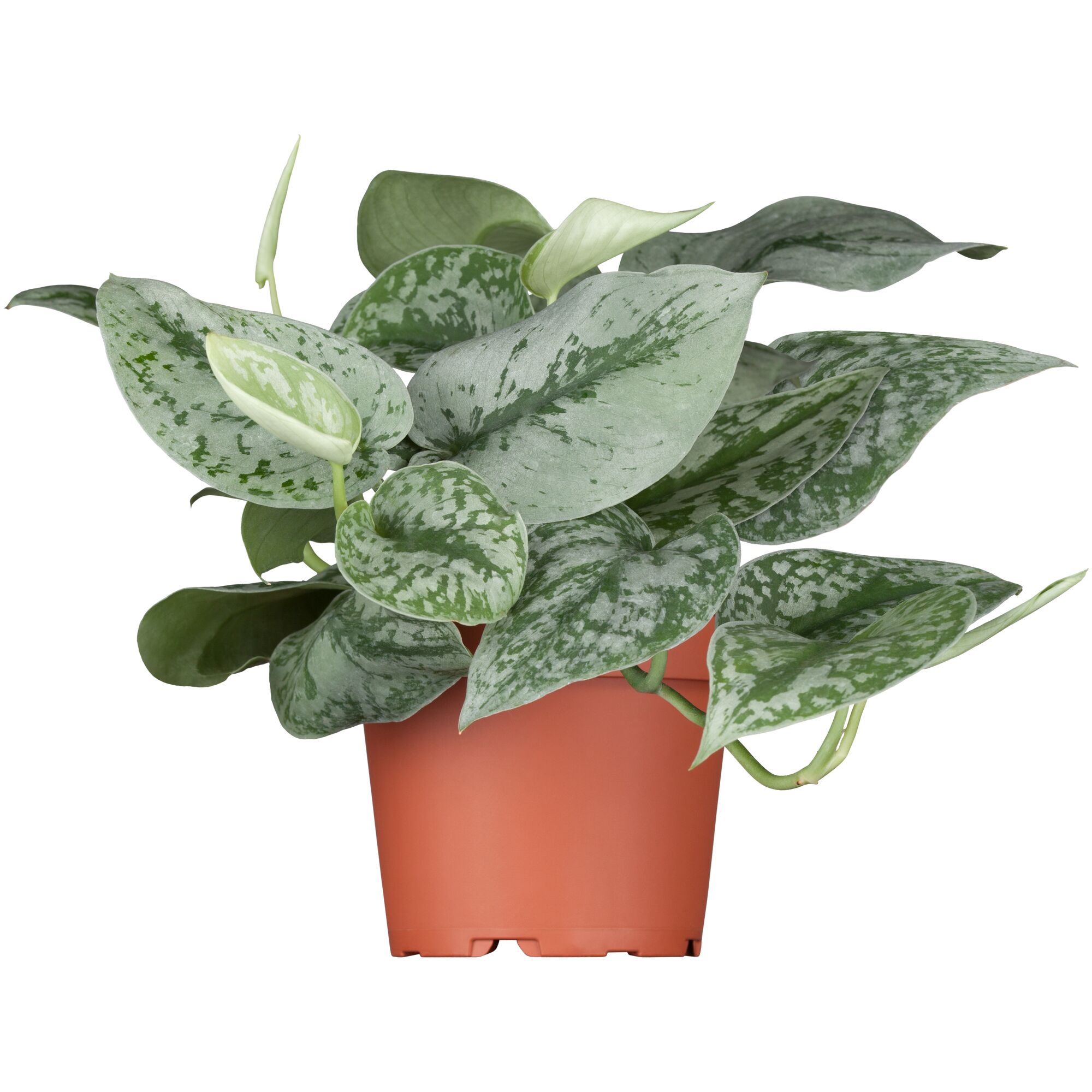 Scindapsus Pictus im Topf