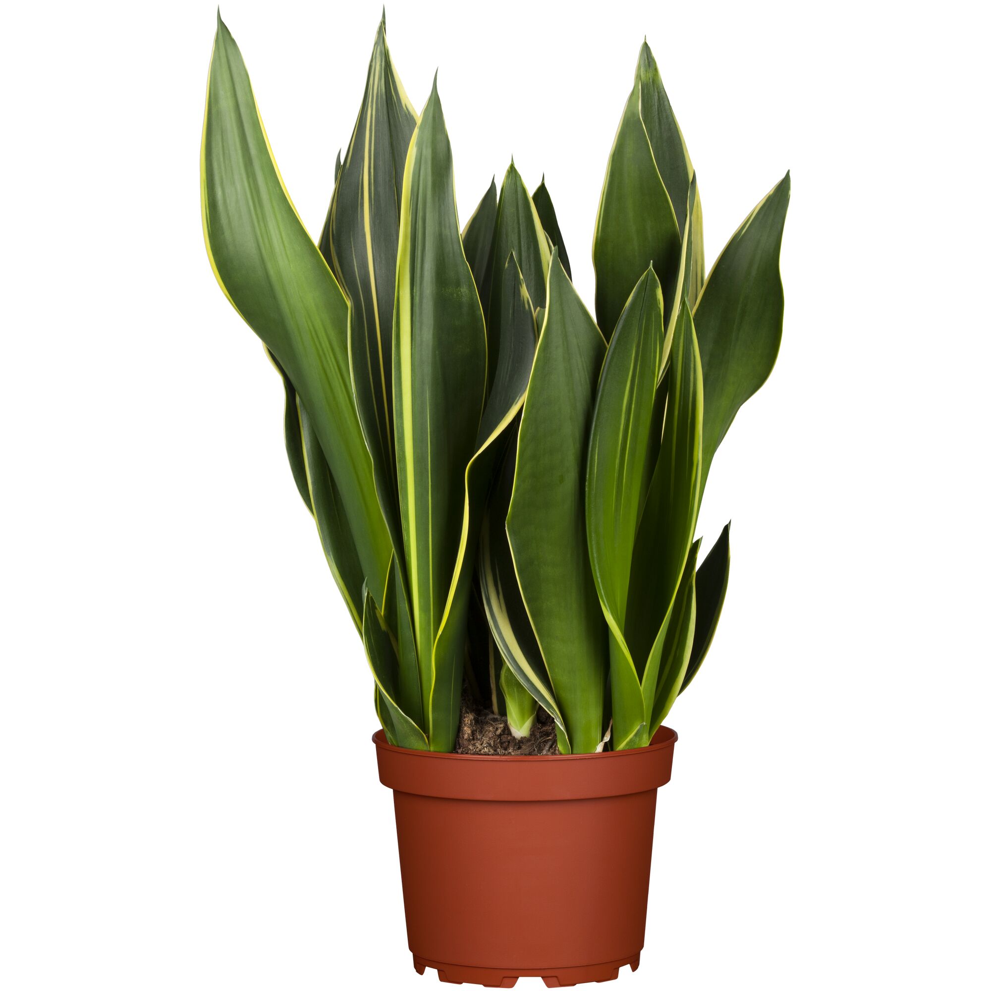 Sansevieria im braunen Topf