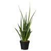 Sansevieria im schwarzen Topf