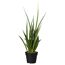 Sansevieria im schwarzen Topf