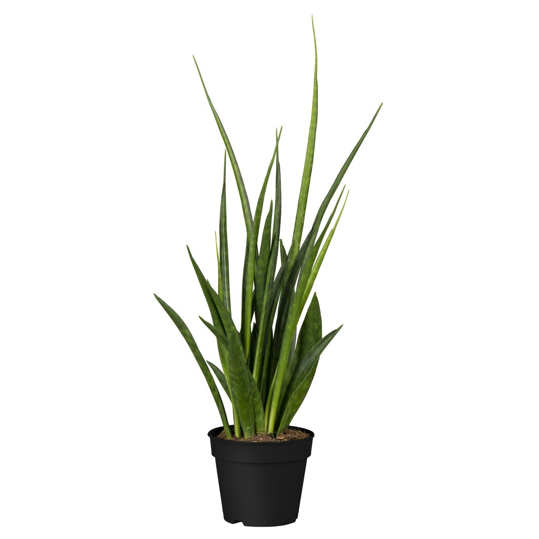Sansevieria im schwarzen Topf