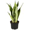 Sansevieria im Topf