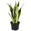 Sansevieria im Topf