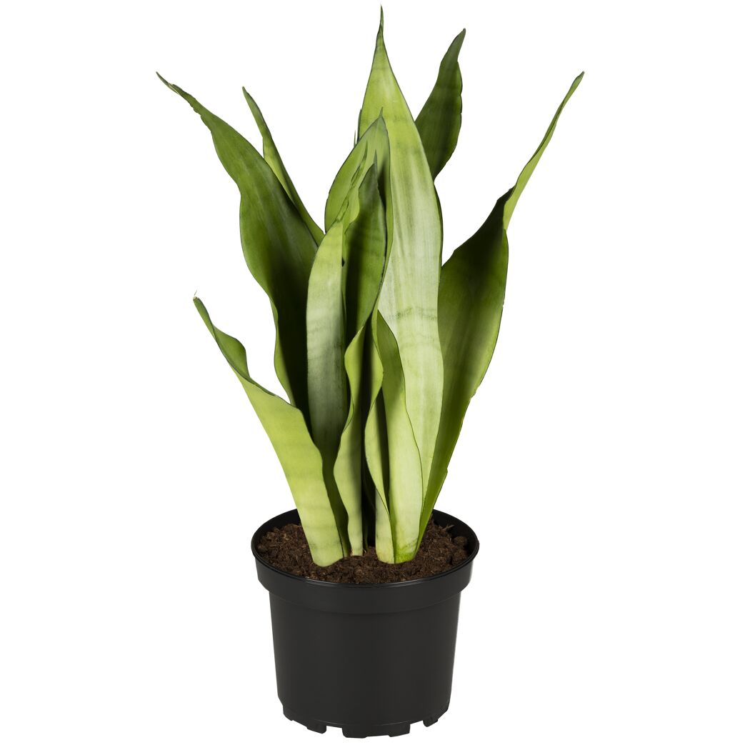 Sansevieria im Topf