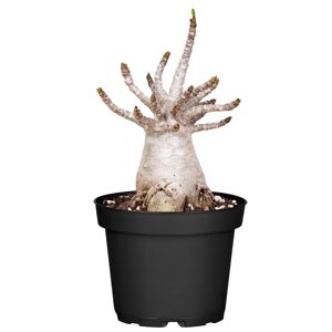 Wüstenrose 'Baobab' 12 cm Topf