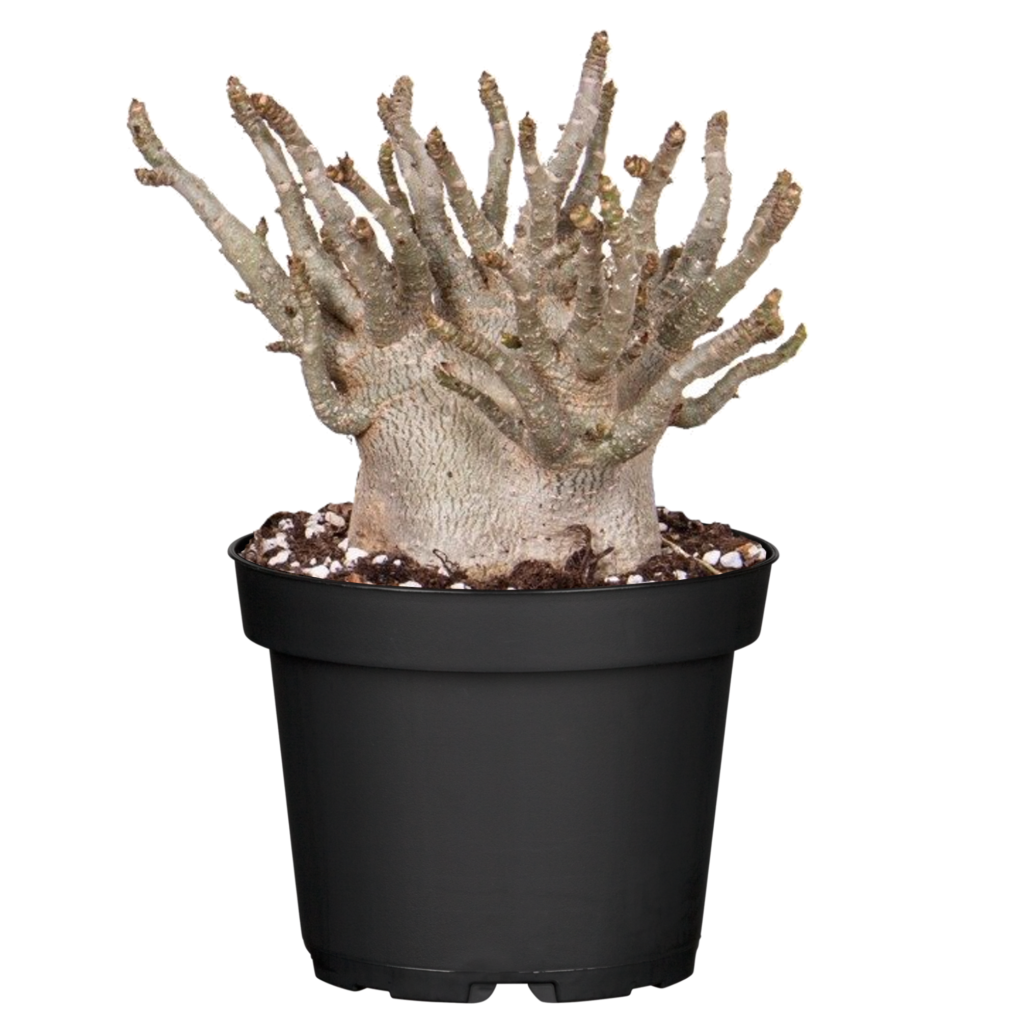 Wüstenrose 'Baobab' 15 cm Topf + product picture