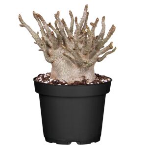 Wüstenrose 'Baobab' 15 cm Topf
