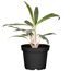 Topfpflanze Aglaonema Zebra