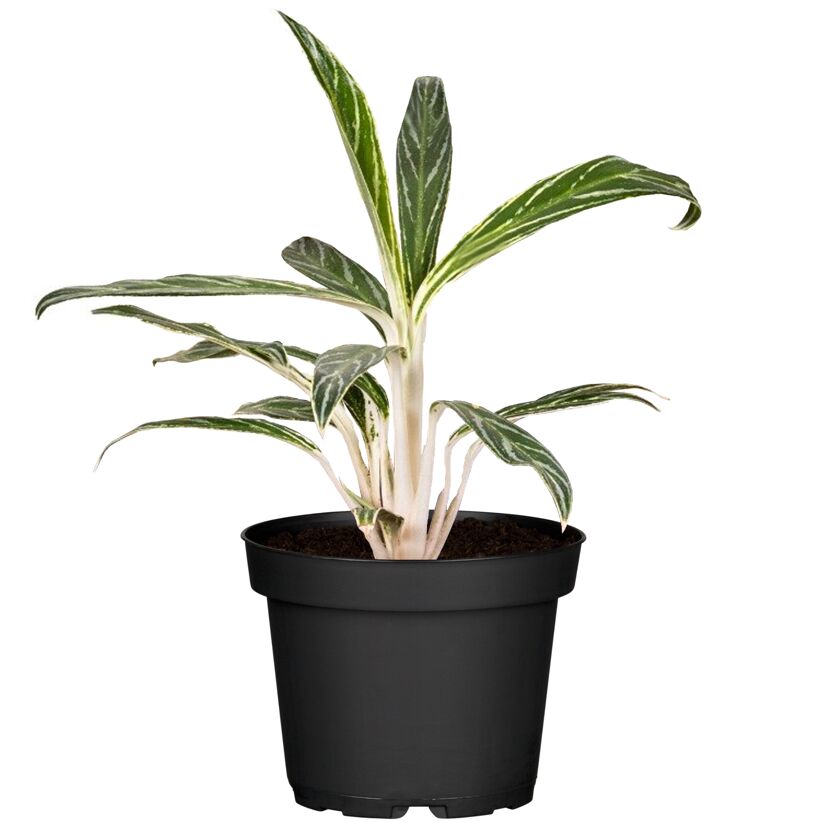 Topfpflanze Aglaonema Zebra