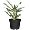 Aglaonema Greyhound Kolbenfaden in schwarzem Topf