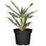 Aglaonema Greyhound Kolbenfaden in schwarzem Topf