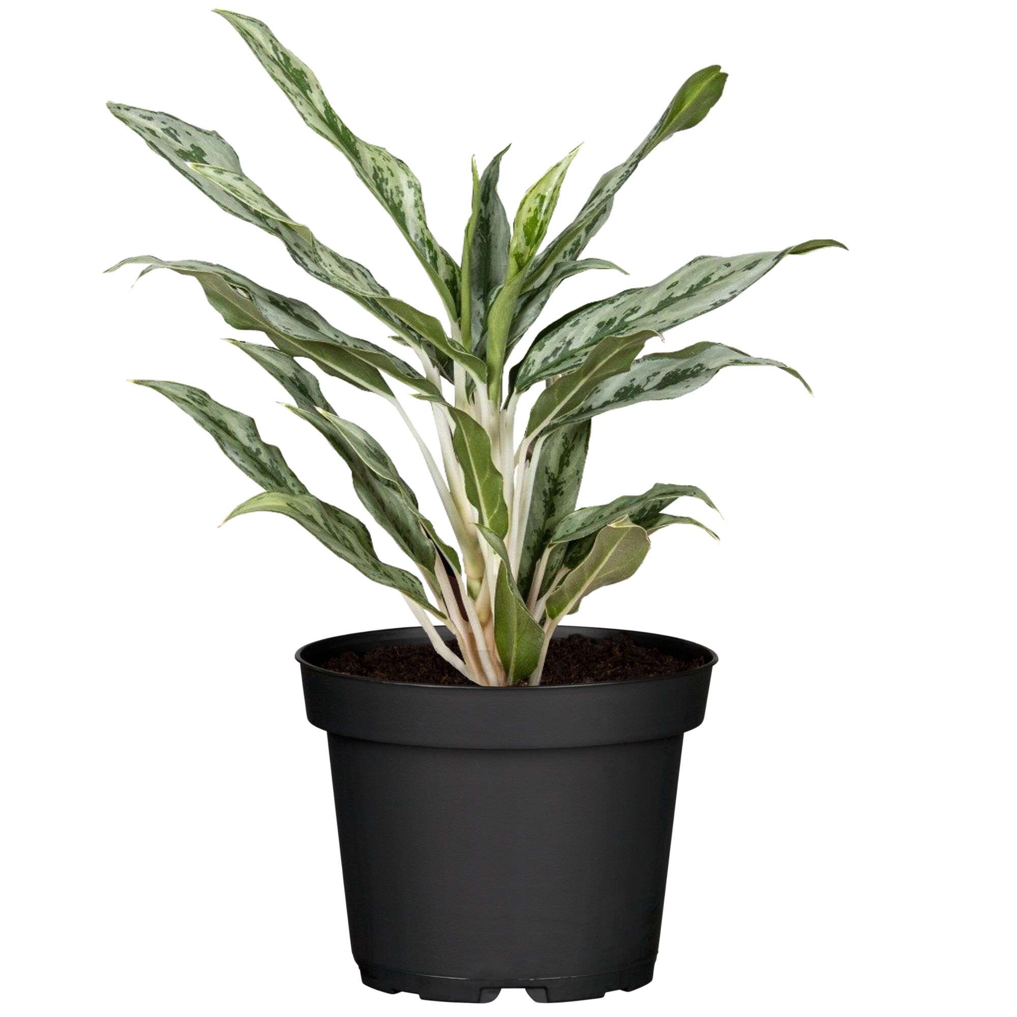 Aglaonema Greyhound Kolbenfaden in schwarzem Topf
