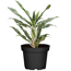 Aglaonema 'Greyhound' 12 cm Top