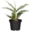 Aglaonema Laurel in schwarzem Topf