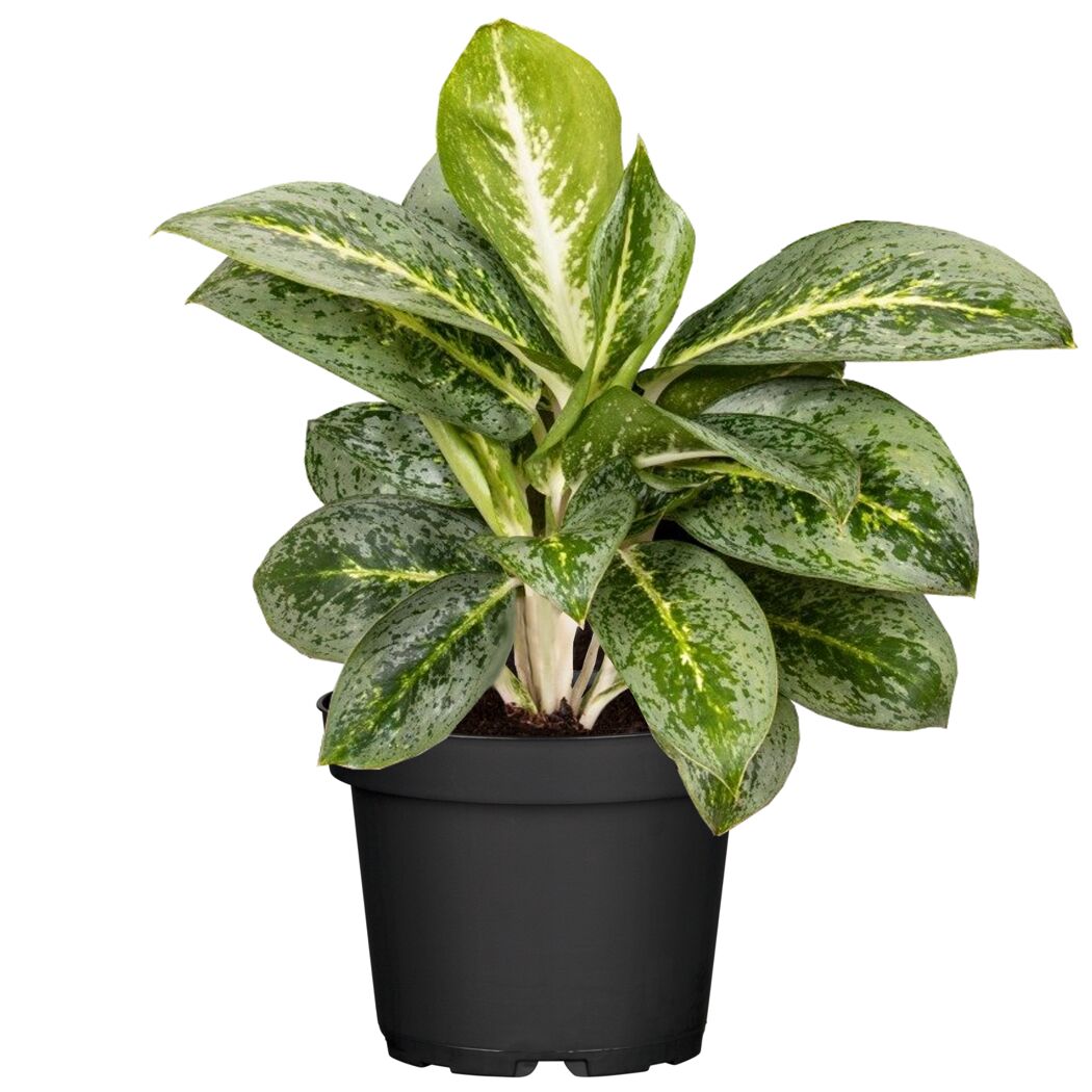 Grün-weiß gefleckte Aglaonema Lemon Mint