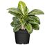 Grün-weiß gefleckte Aglaonema Lemon Mint