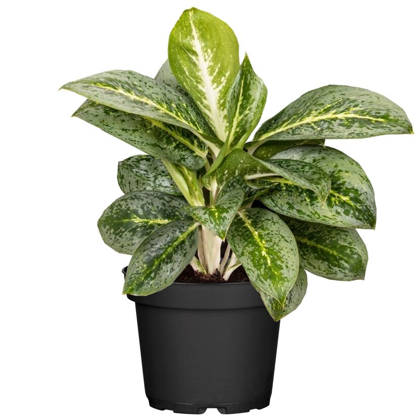 Grün-weiß gefleckte Aglaonema Lemon Mint