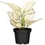 Weiße Aglaonema White Joy in schwarzem Topf
