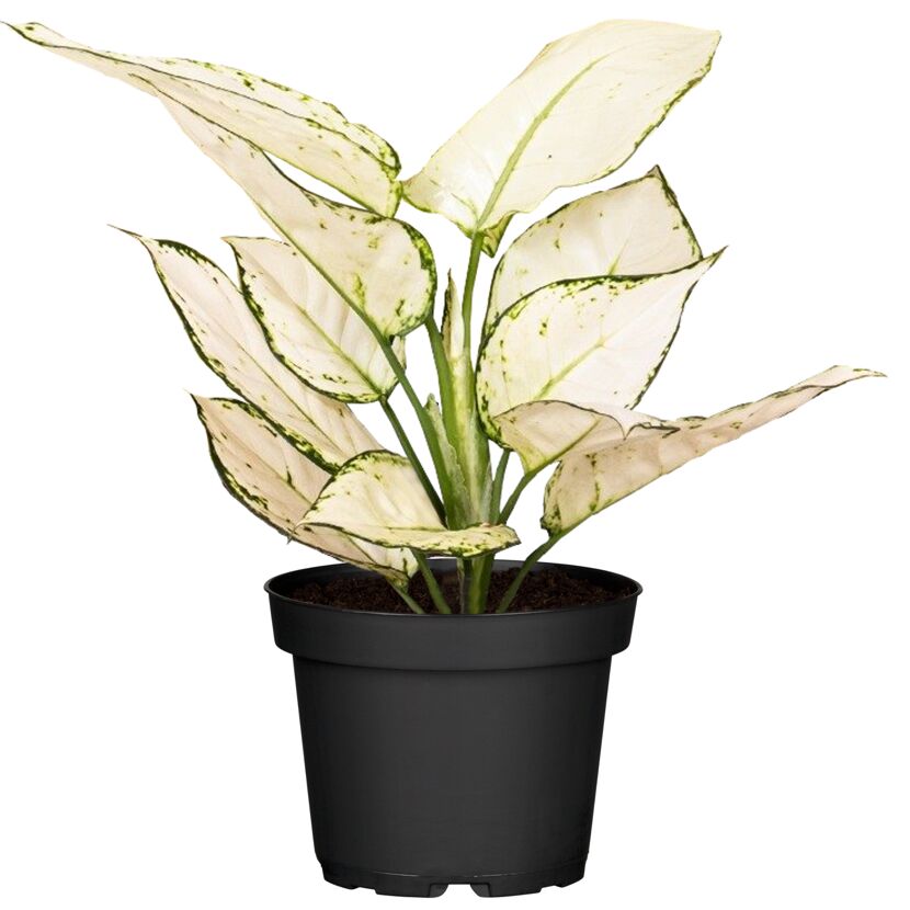 Weiße Aglaonema White Joy in schwarzem Topf