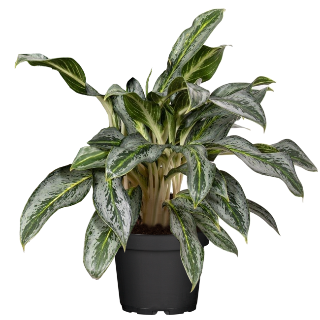 Bild von Aglaonema 'Emerald Stone' 19 cm Topf
