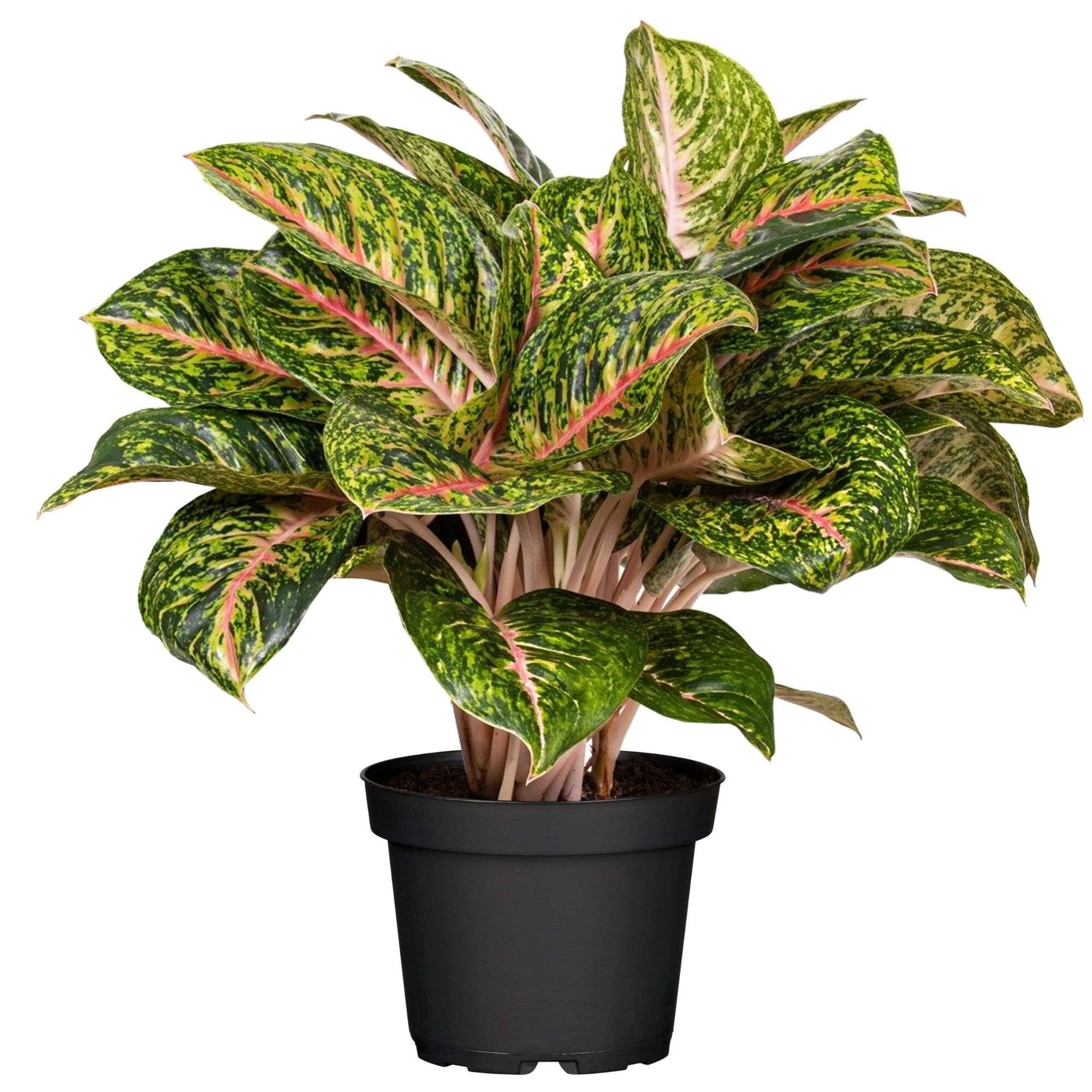 Aglaonema Spring Red, Zimmerpflanze im Topf