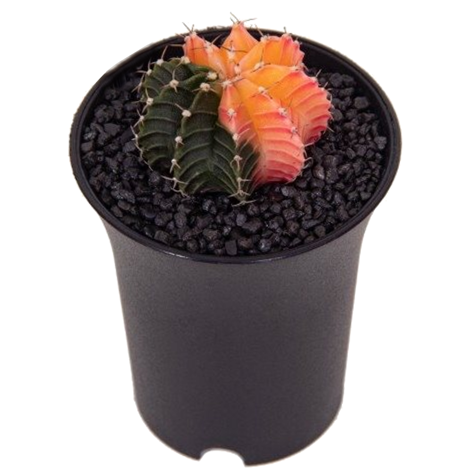 Gymno Kaktus 'variegated' 6,5 cm Topf + product picture