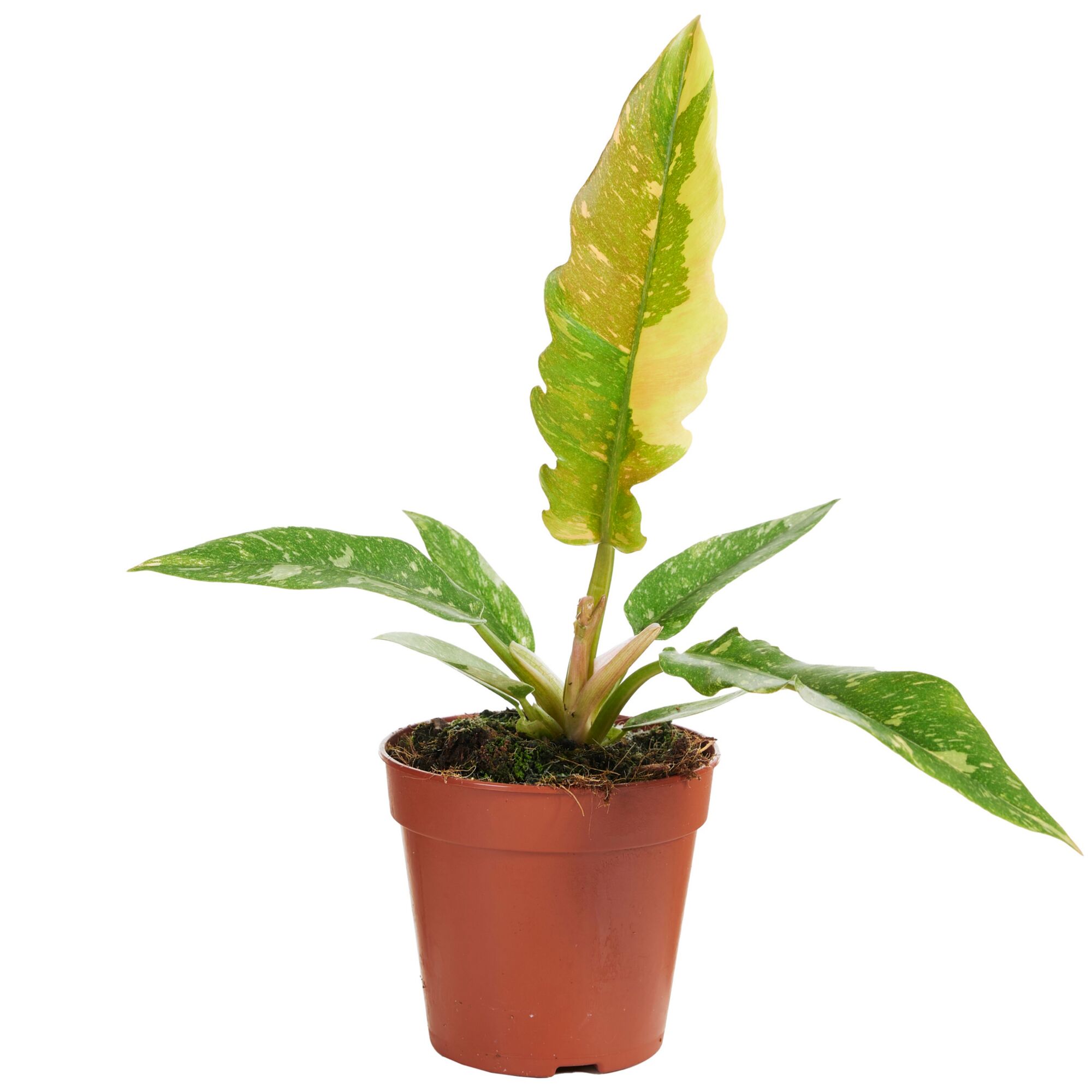 Philodendron Baumfreund in braunem Topf