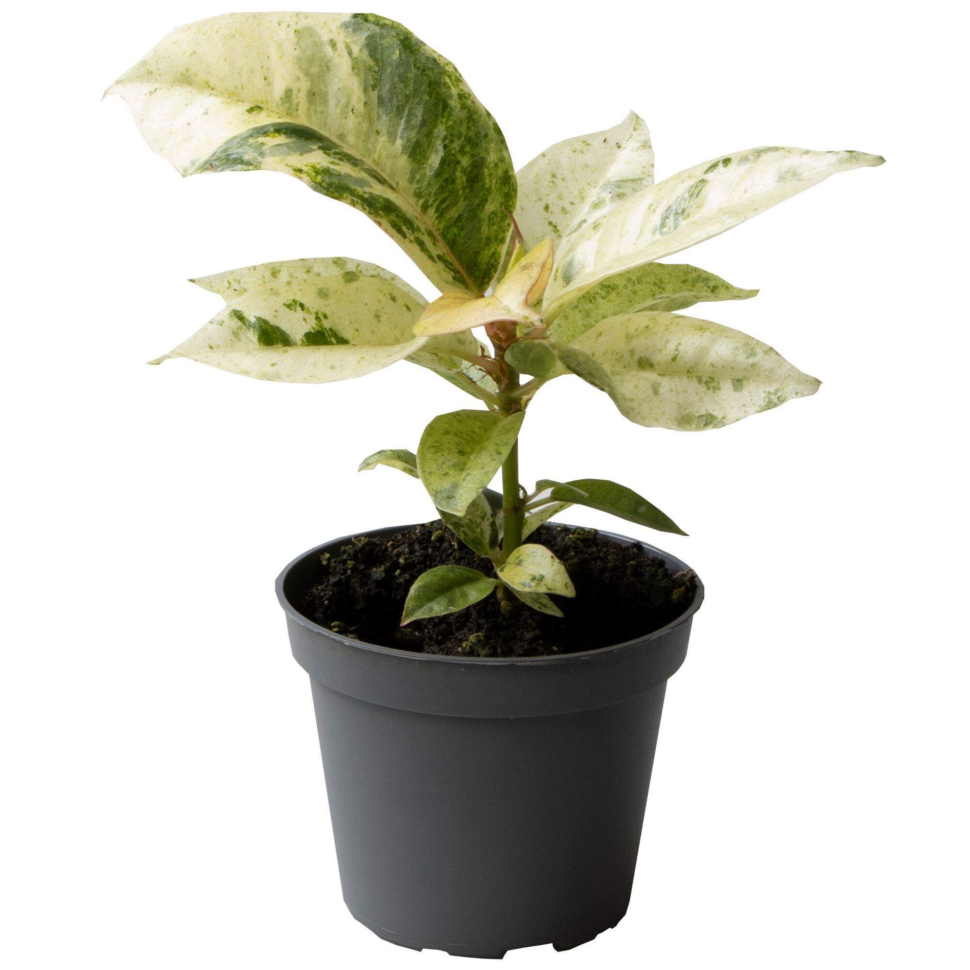 Bunter Ficus Benjamini im grauen Topf