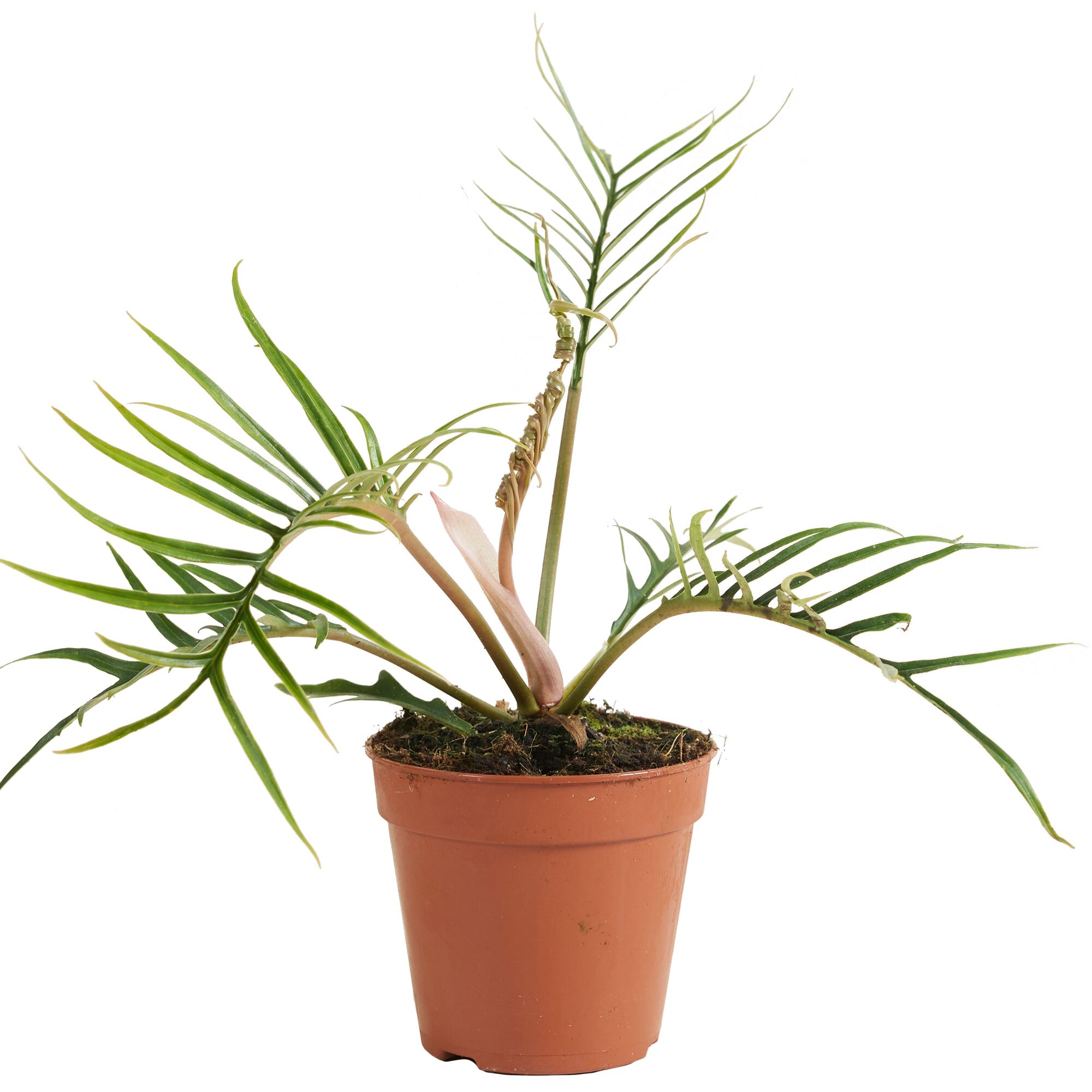 Philodendron Baumfreund in braunem Topf