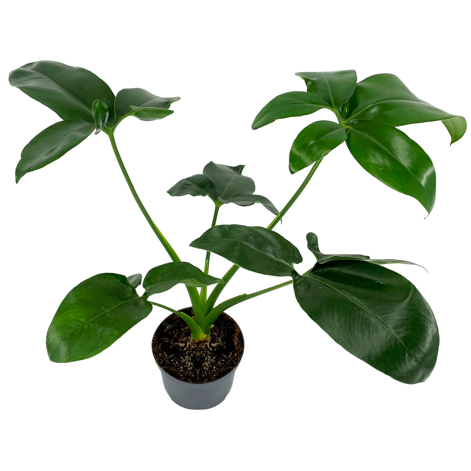 Philodendron 'Dino Feet' 12 cm Topf + product picture