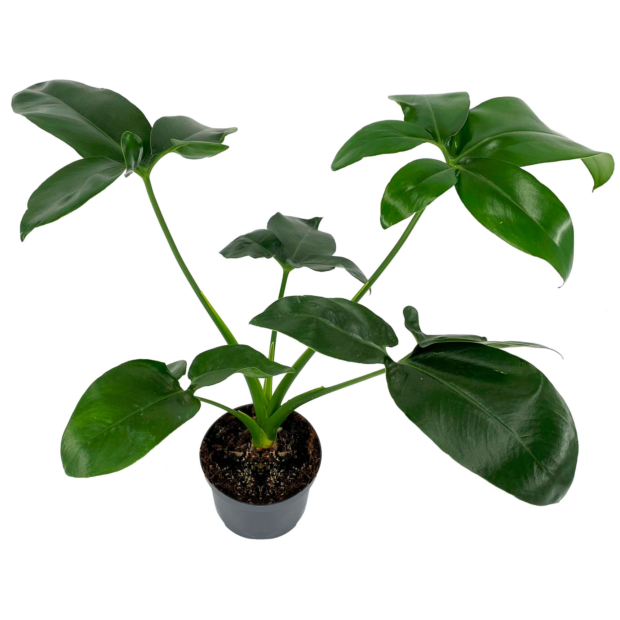 Philodendron Baumfreund in schwarzem Topf