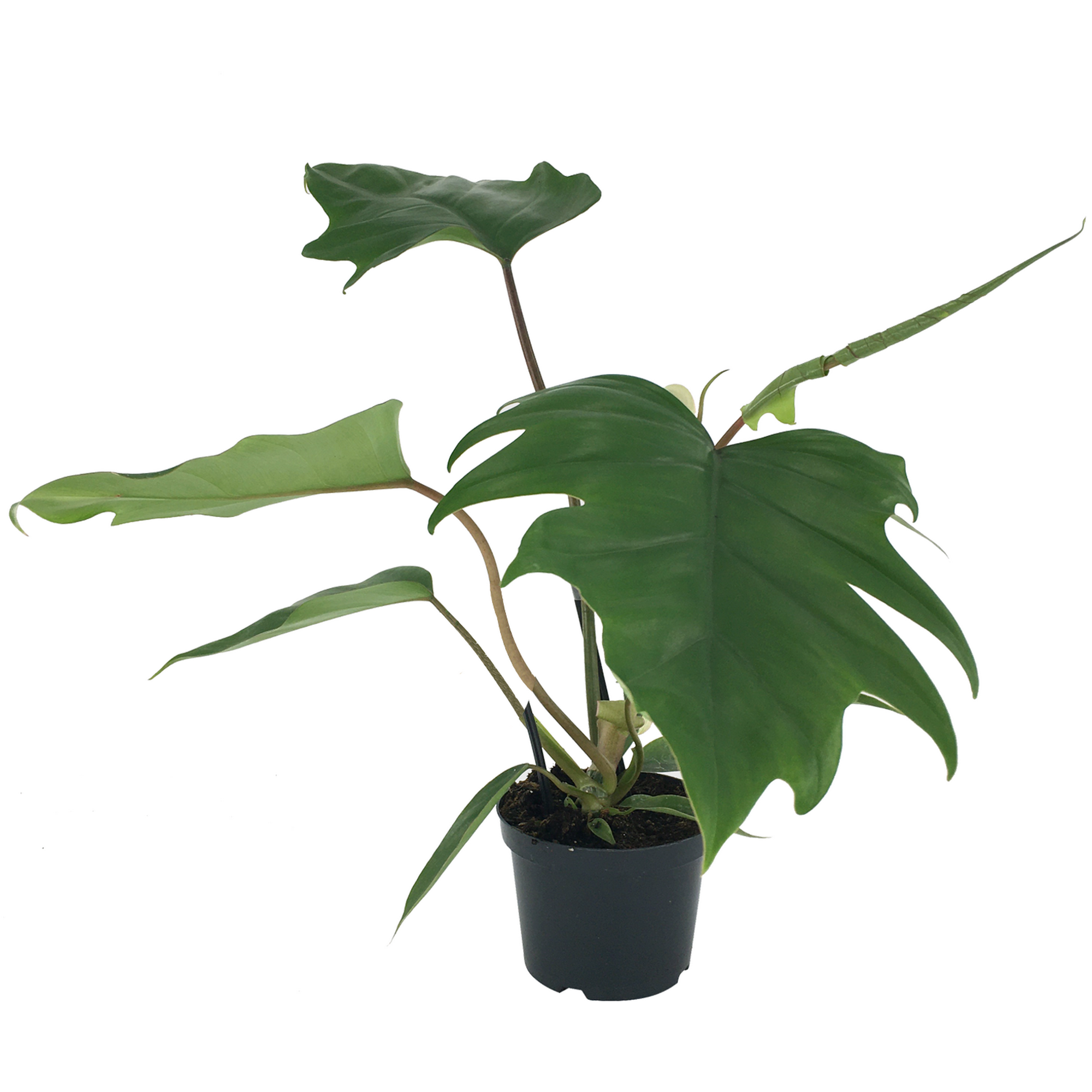 Philodendron 'Mayoi' 12 cm Topf + product picture