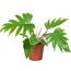 Philodendron Baumfreund in braunem Topf