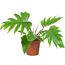 Philodendron 'Mayoi' 15 cm Topf