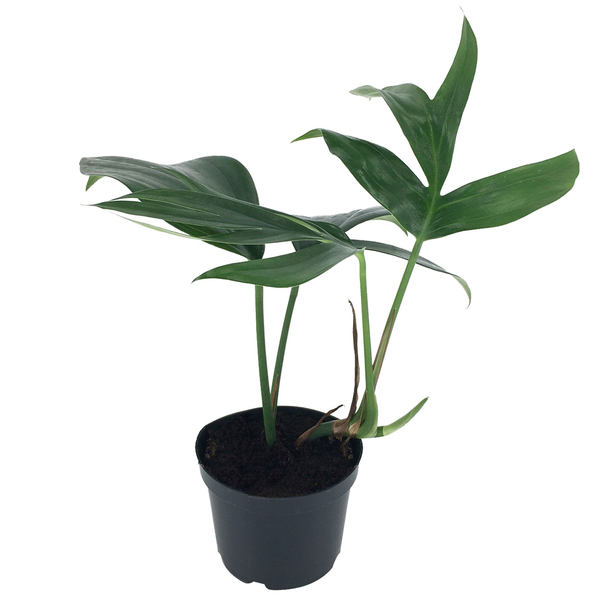 Philodendron Baumfreund in schwarzem Topf