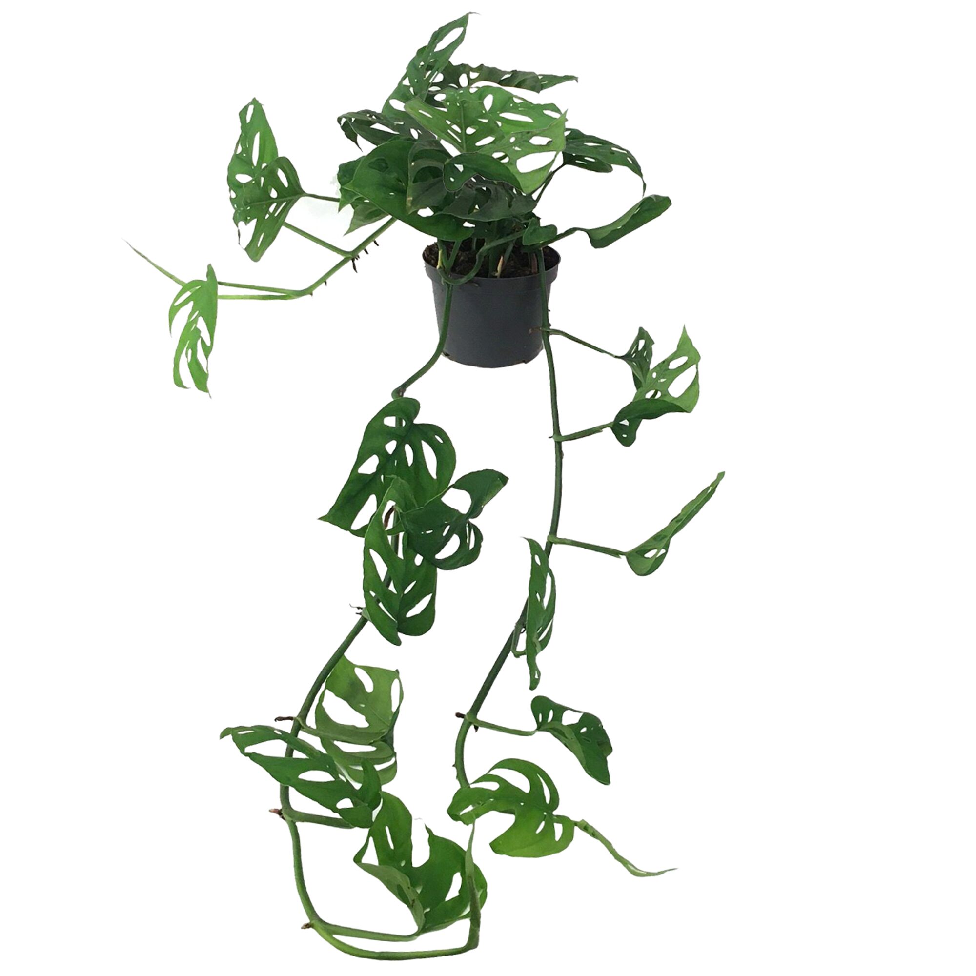 Monstera Adansonii Fensterblatt