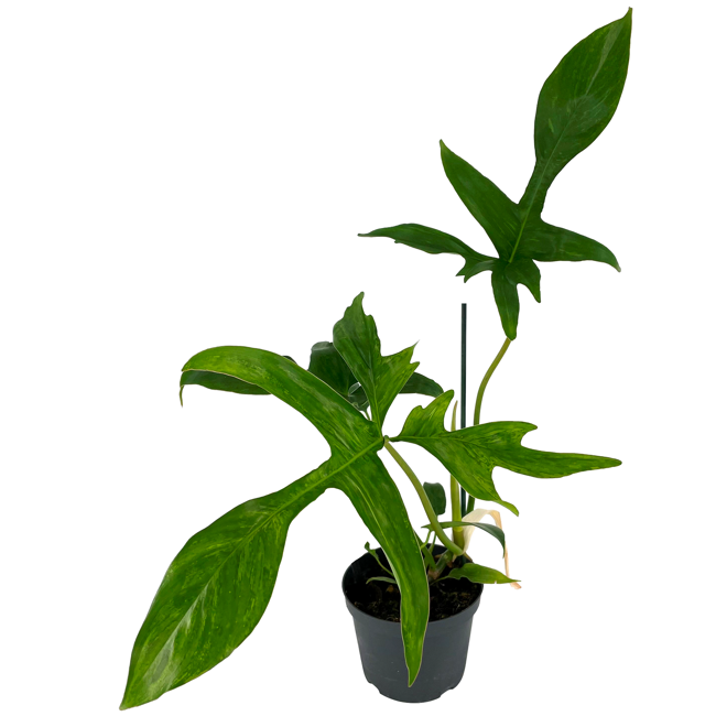 Bild von Philodendron 'Gladhands Variegata Beauty' 12 cm Topf