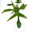 Philodendron Gladhanbaumfreund in einem Topf