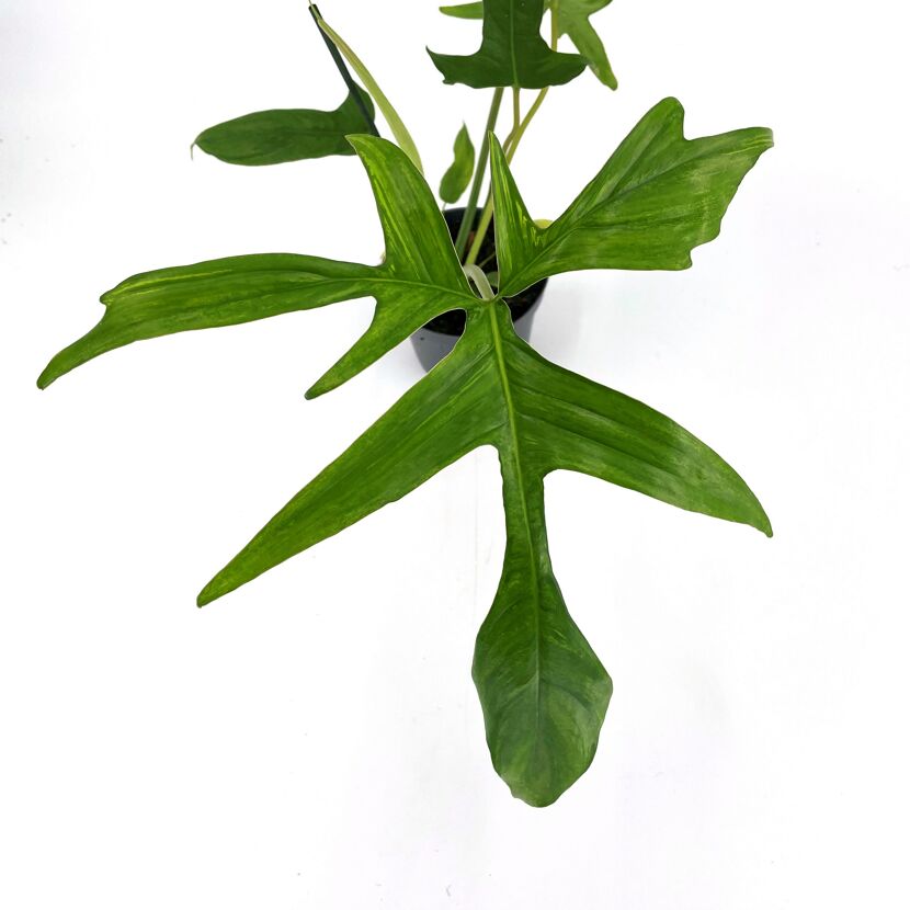 Philodendron Gladhanbaumfreund in einem Topf