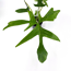 Verkleinertes Bild von Philodendron 'Gladhands Variegata Beauty' 12 cm Topf