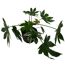 Zimmeraralie Fatsia japonica im Topf