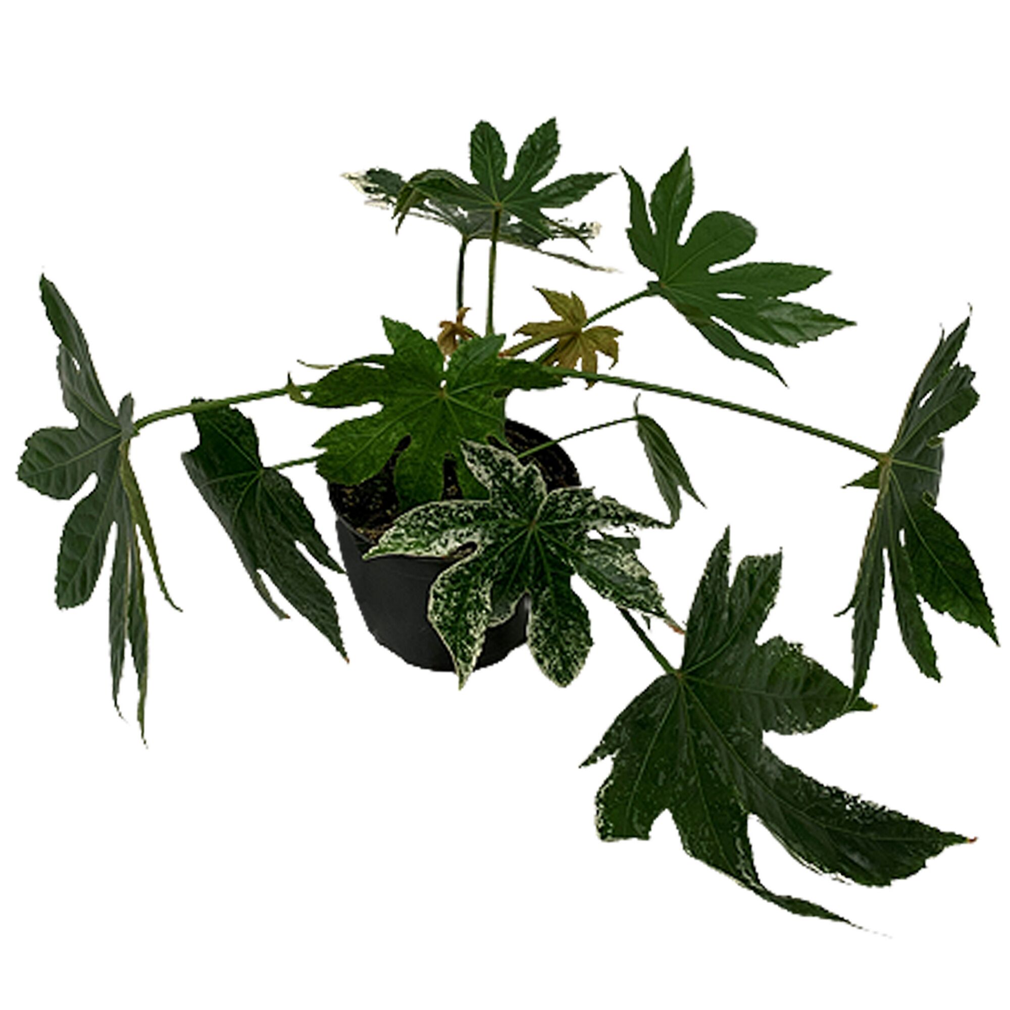 Zimmeraralie Fatsia japonica im Topf